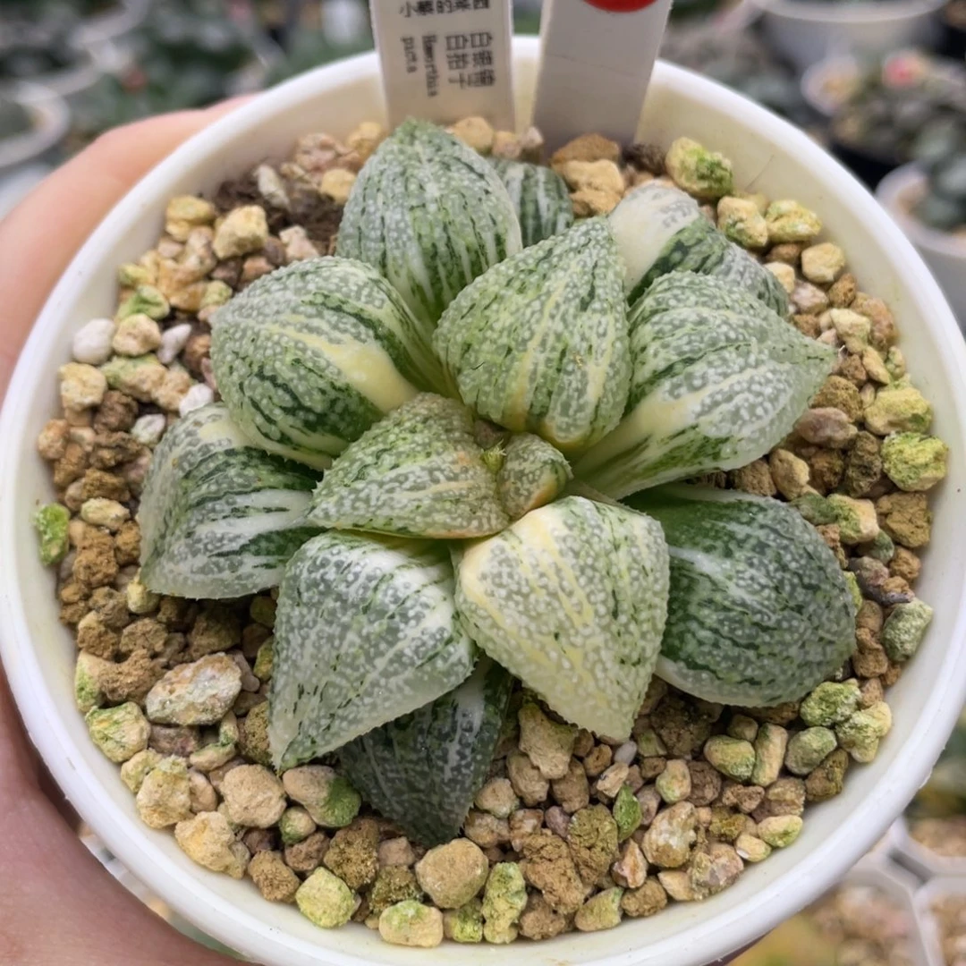 小蔡的菜园 118 白拍子锦