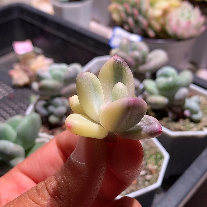 蛋黄奶锦锦可嫁接