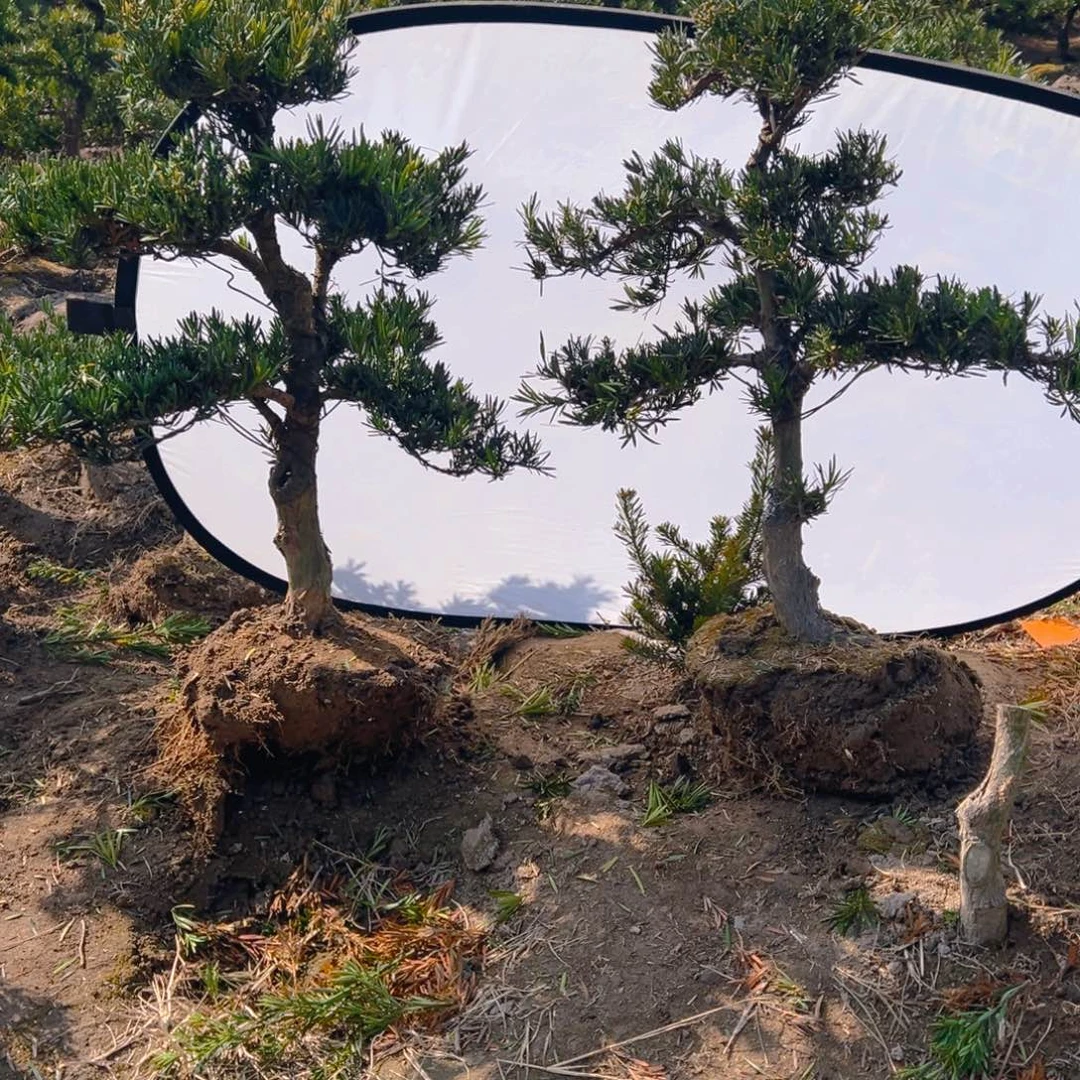 锦****）小叶雀舌罗汉松