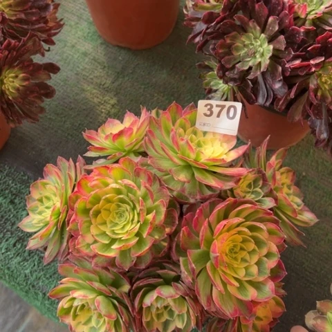 370海仙朵朵多肉，