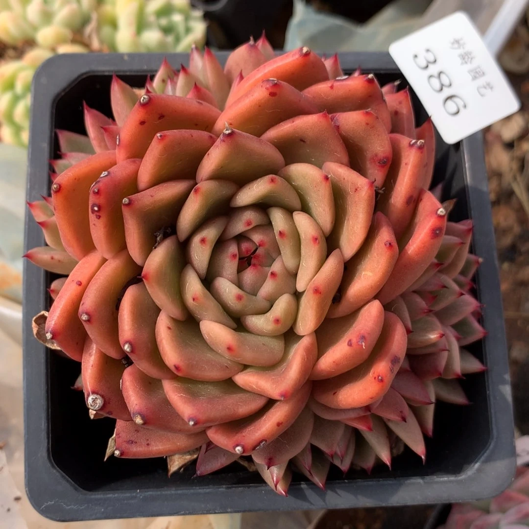 386新年快乐发发发发