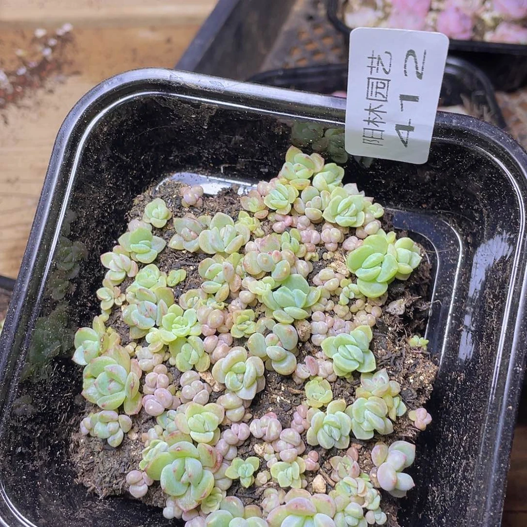 多肉植物多肉植物412