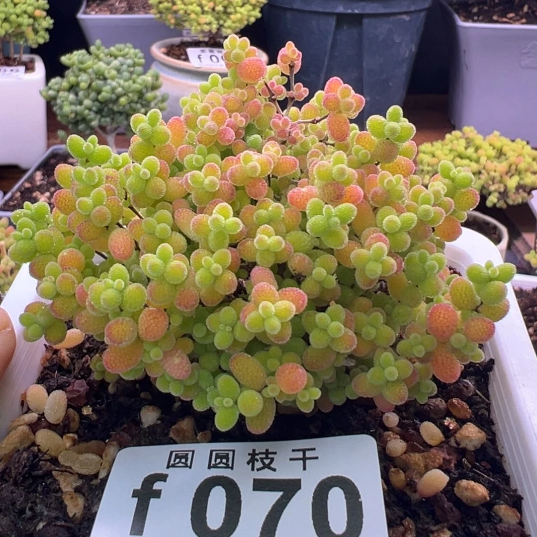 070蜜橘糖球一物一拍