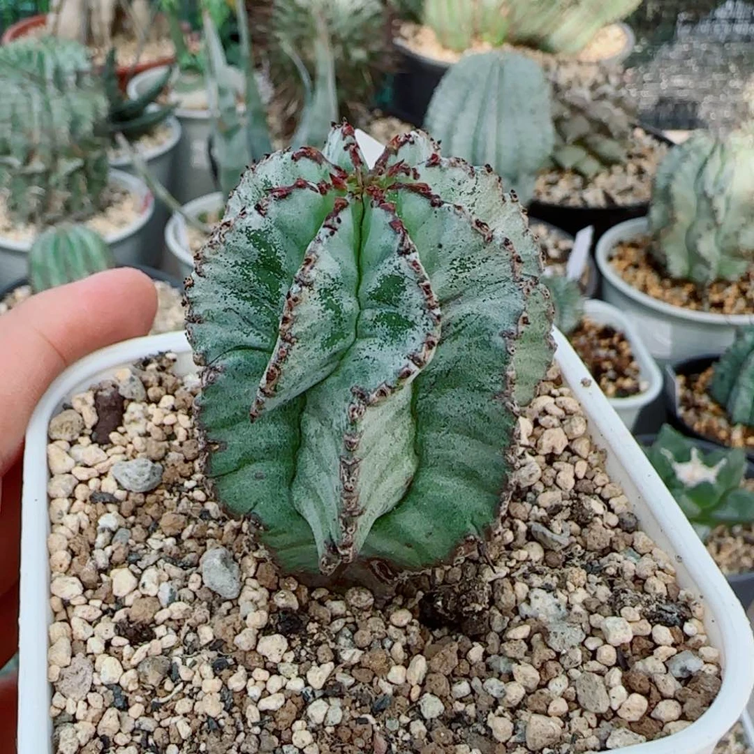 387脱土发 实生111111111