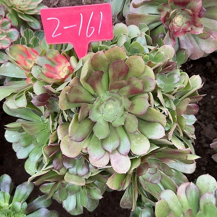 2-161韶休七彩多肉法师