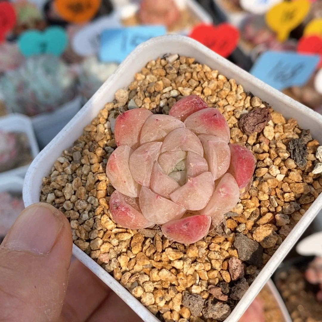 精品多肉一物一拍不包整139