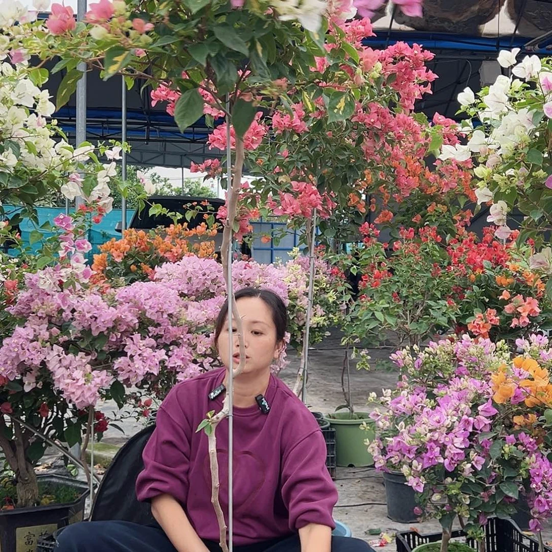 风***莉大部分花苞少量开放H27金心橙白