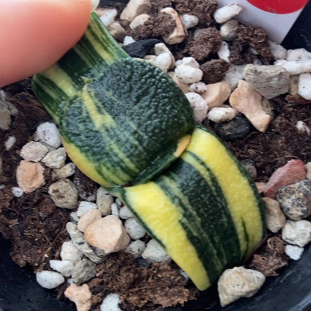 657大宽短叶卧牛实生锦带盆发货