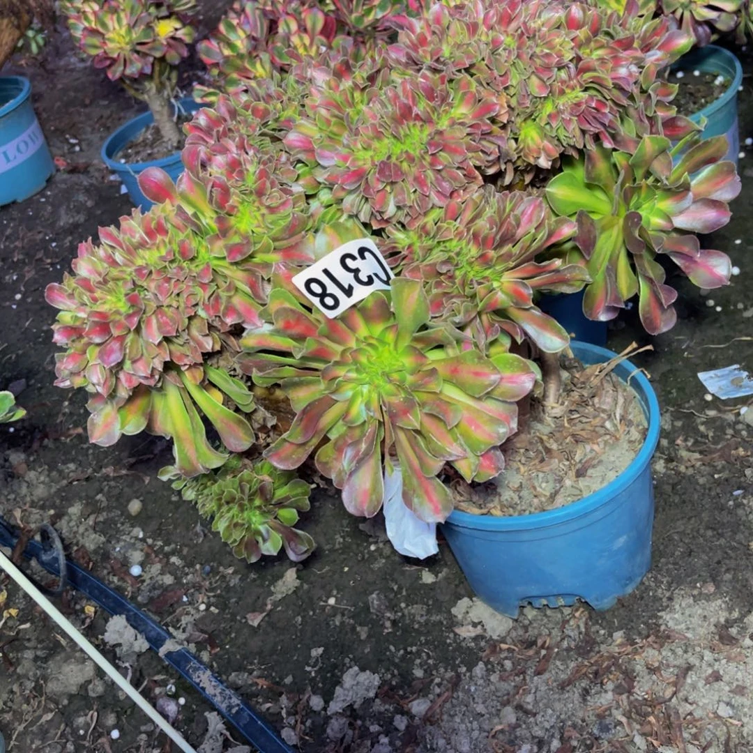 女巫宽中班16—-1包邮