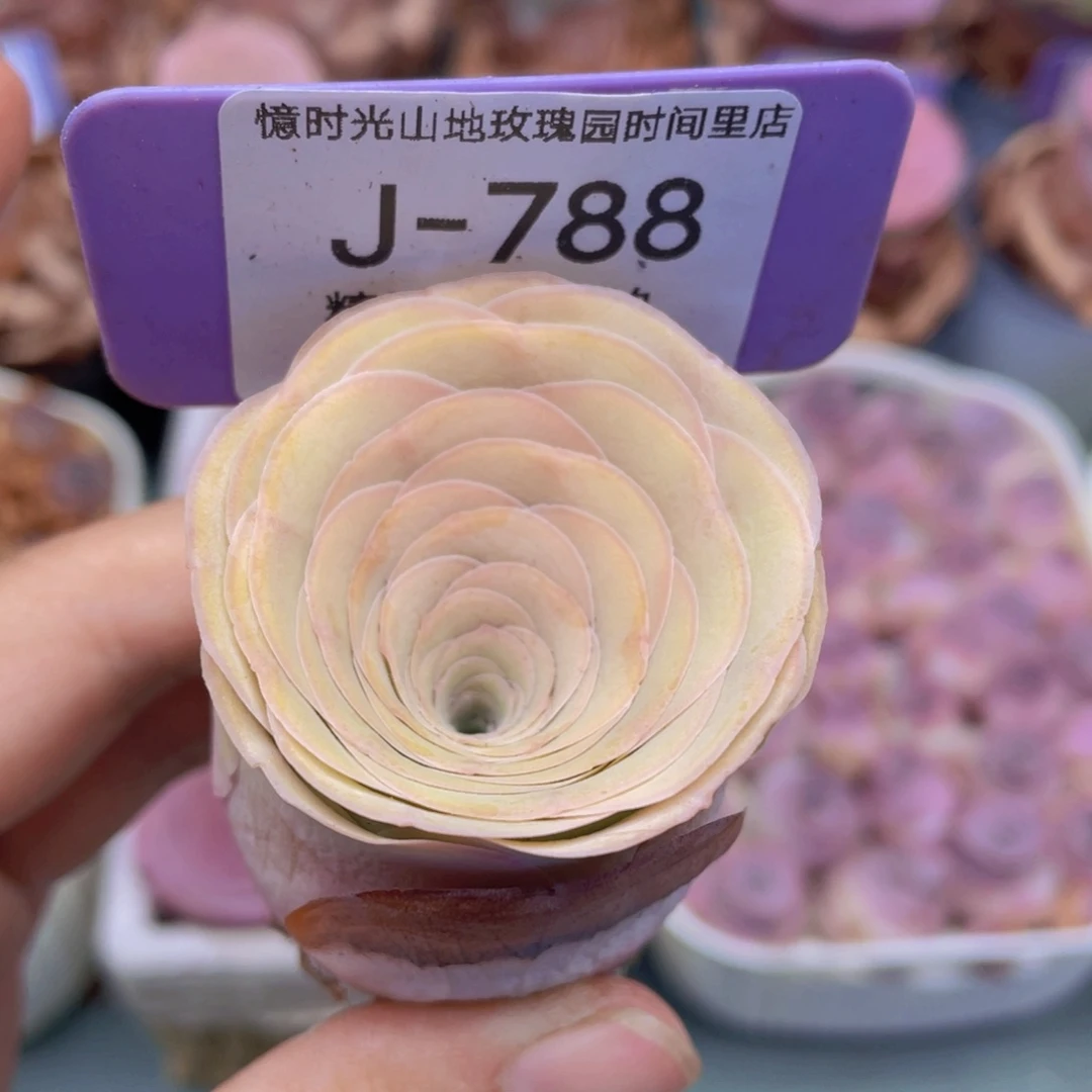 山地玫瑰J788满38包邮裸根发货