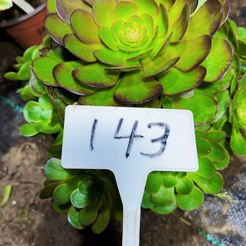多肉植物万圣节法师