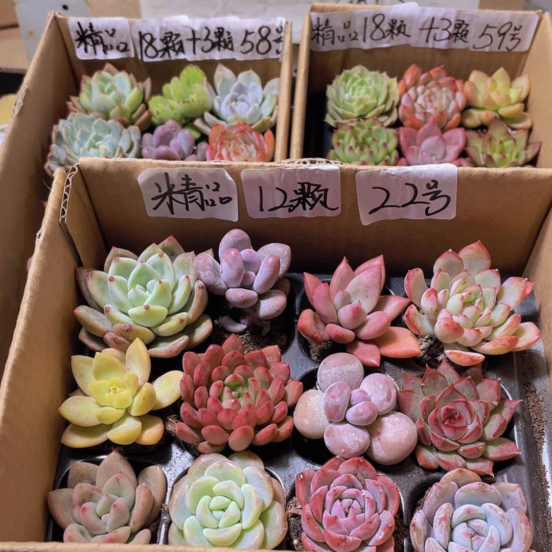 【闪购商品】【量拍】12颗-22