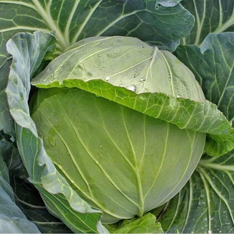 江西农家自种铁头包菜新鲜又嫩又脆又甜现摘现发炒着吃干锅火锅