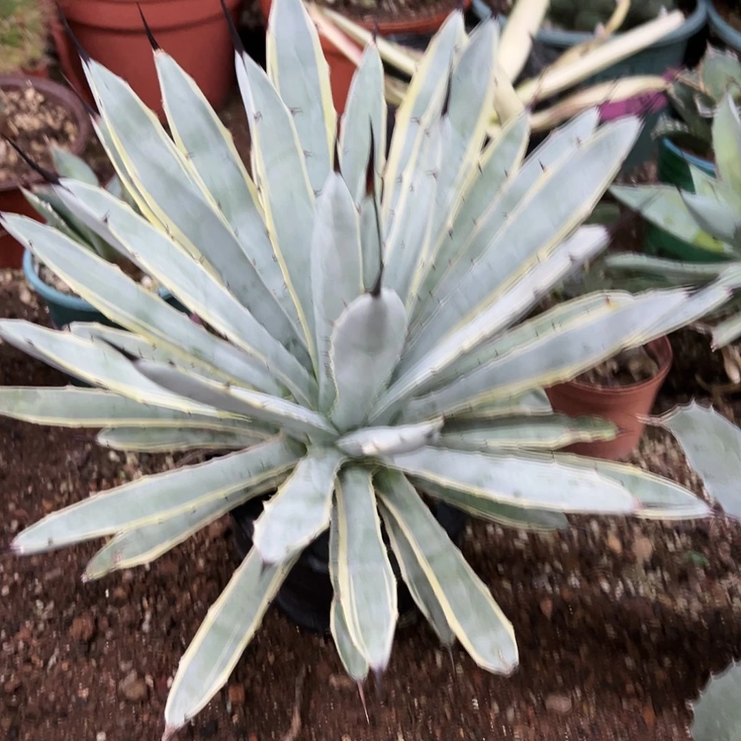 八荒殿腹轮锦植物