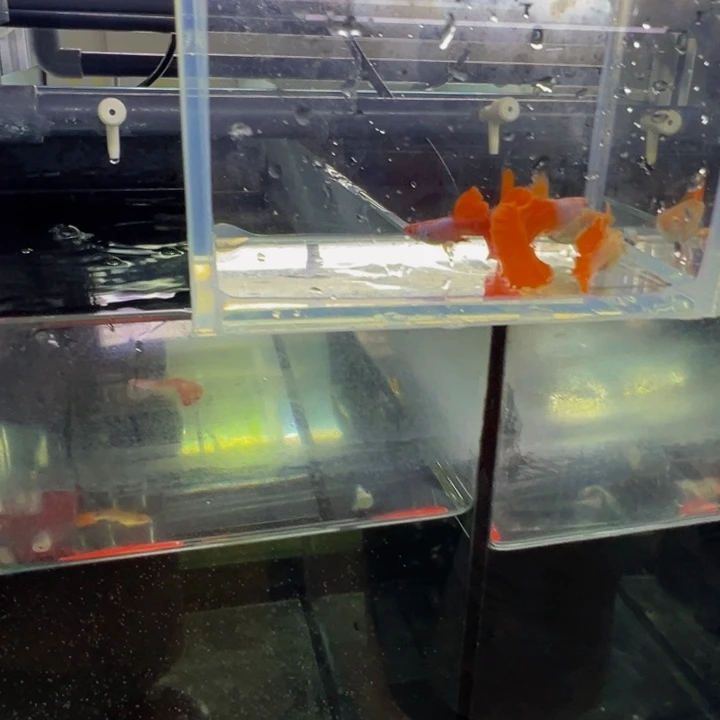 孔雀鱼埃尔银半月俩对