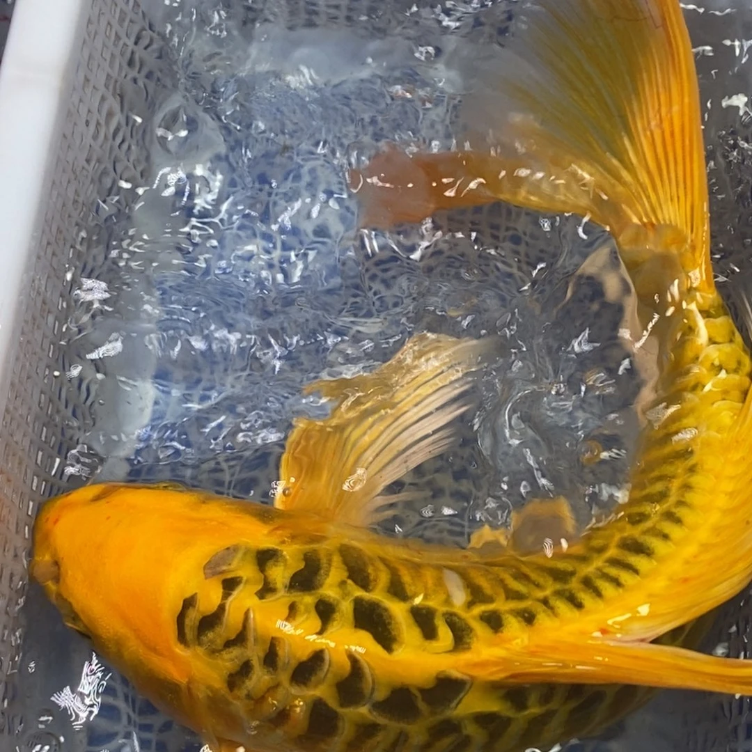 锦鲤冷水锦鲤包邮