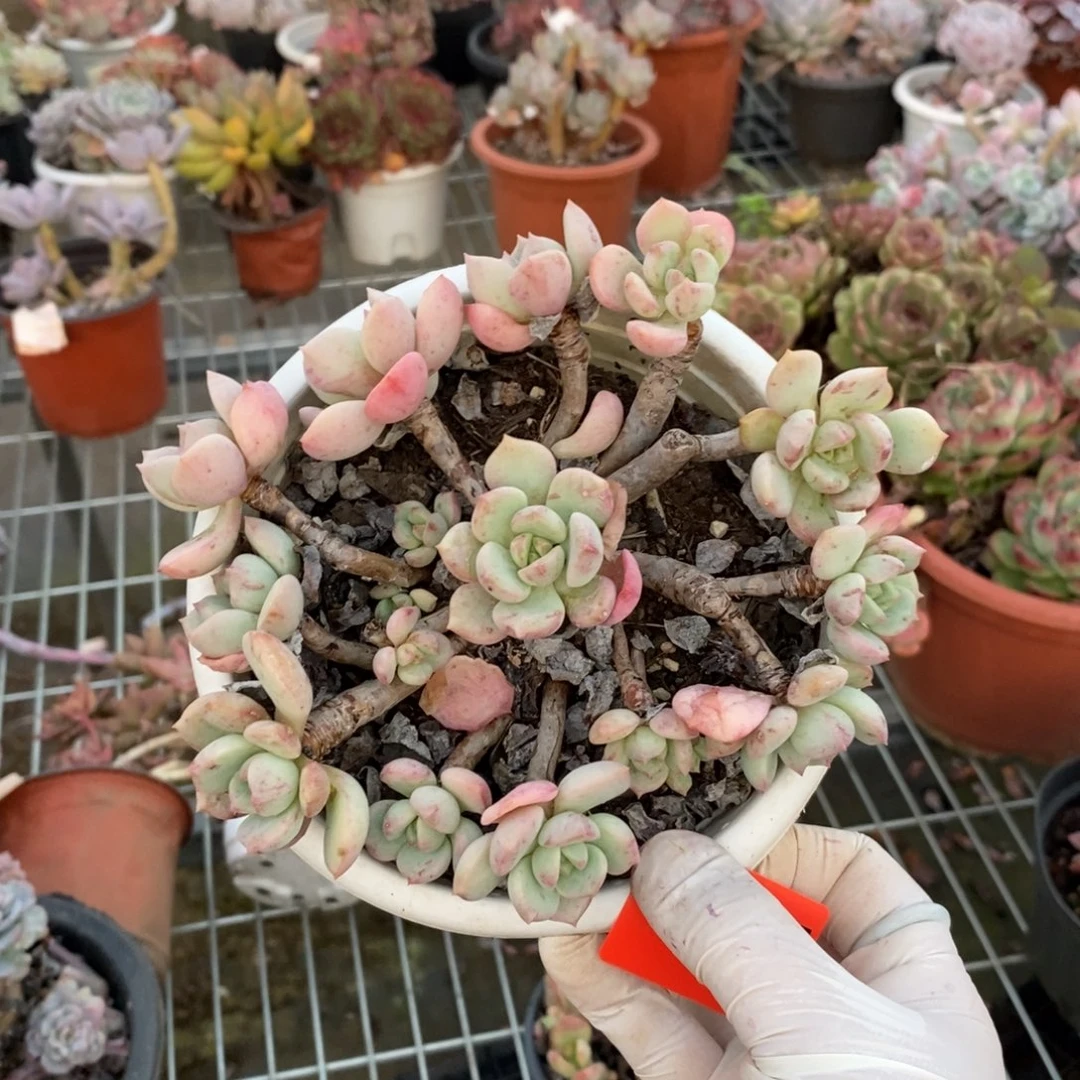 237蜜桃格林一物一拍