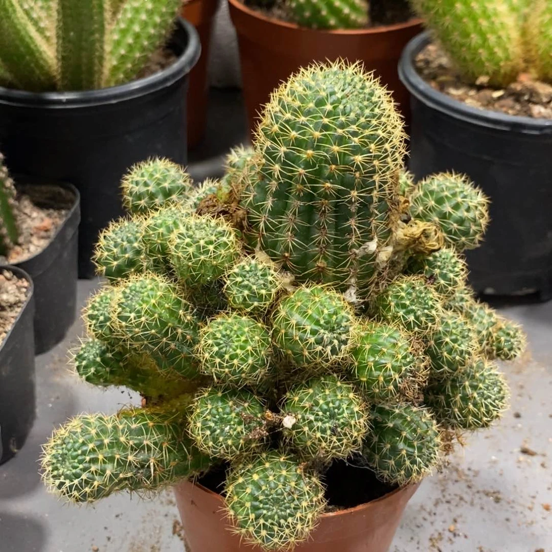 新品群生丽花云雀一杯