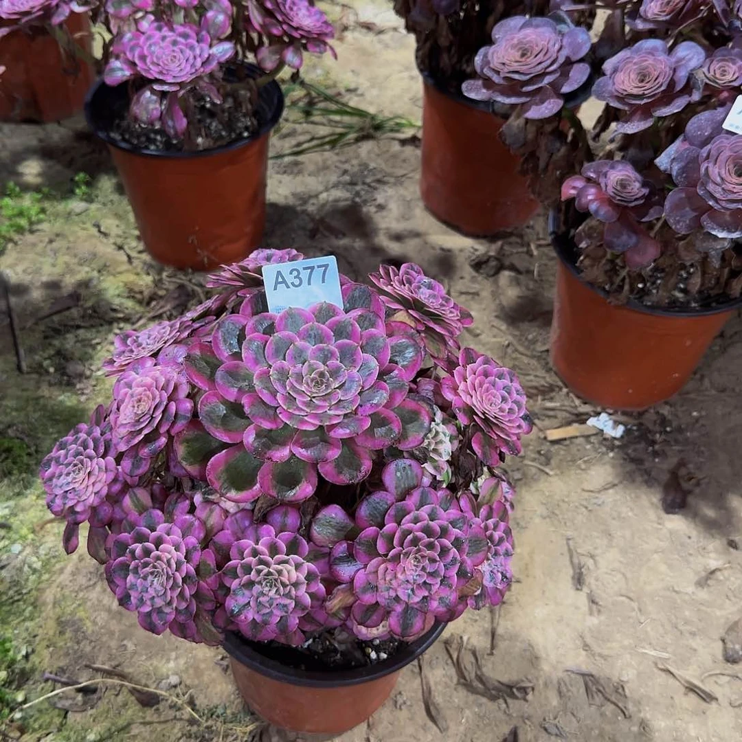 看***水无花朵377红铜白，多肉植物