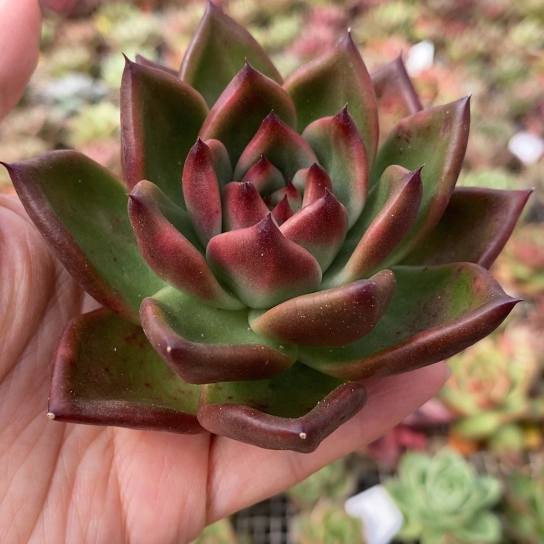 无花朵34 号东云系多肉植物