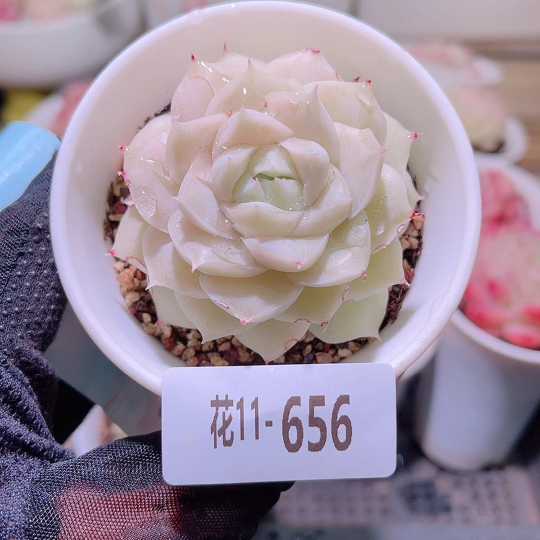 花利美11-656麦秆