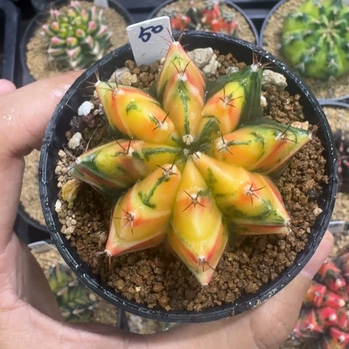 福利多多肋骨实生