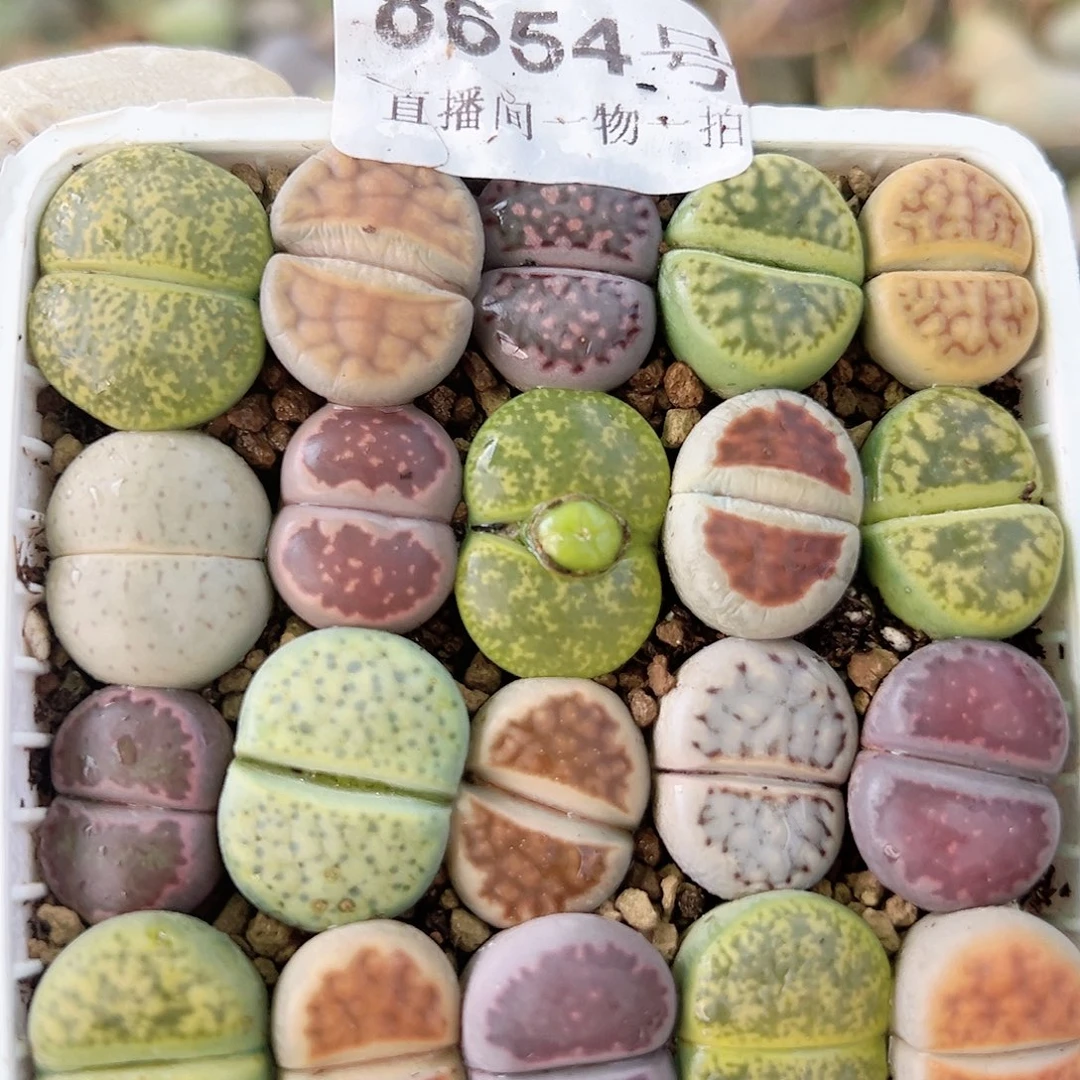 8654 好养易活生石花大母本