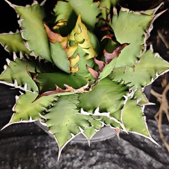 宸***咪龙舌兰仁王冠多肉植物