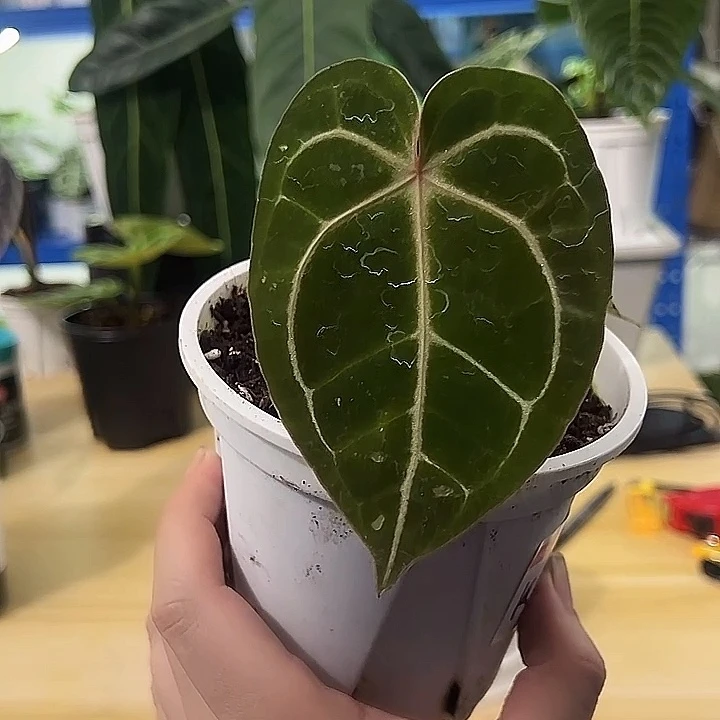 无花朵12KOS杂红水晶