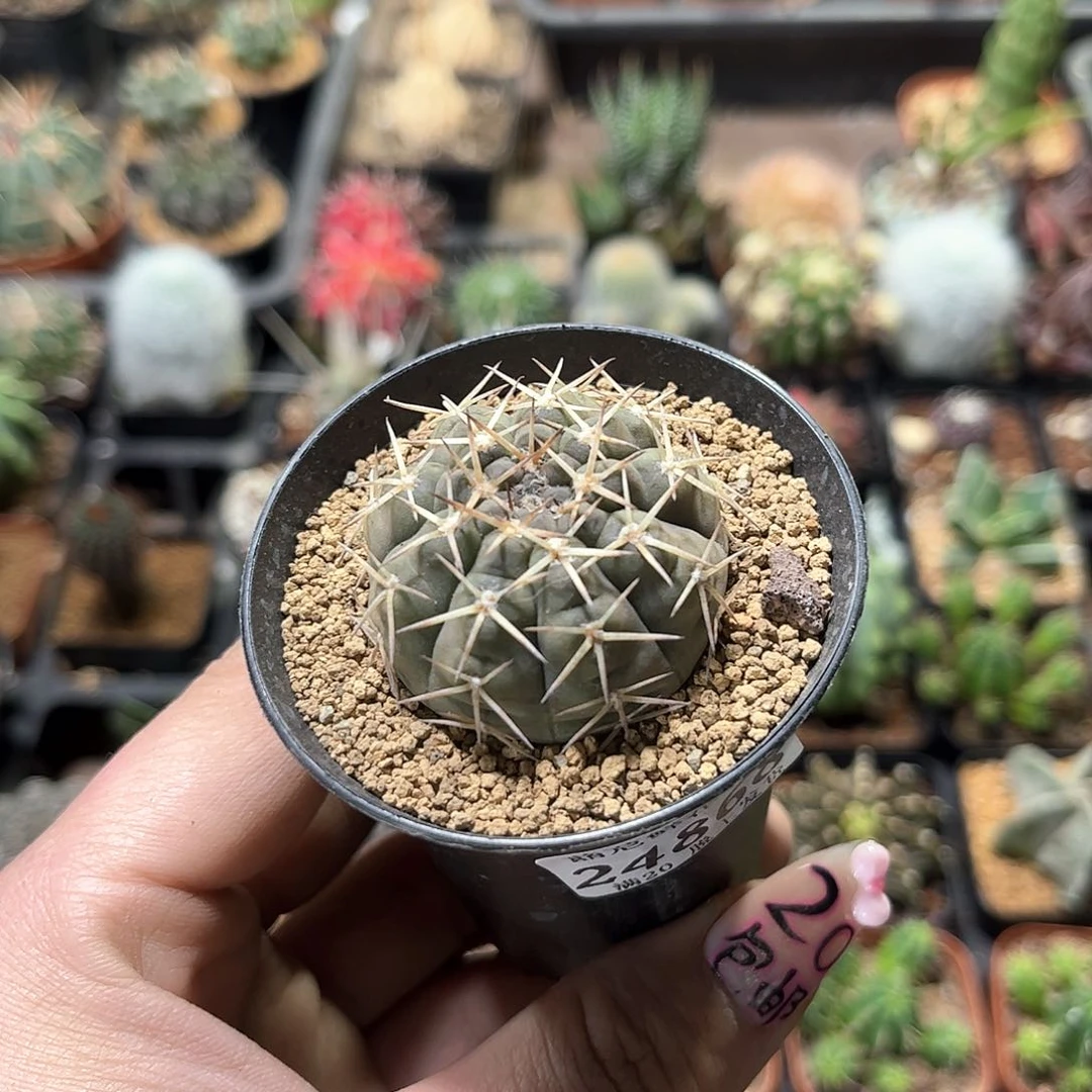 喜*24868一物一拍单头发货