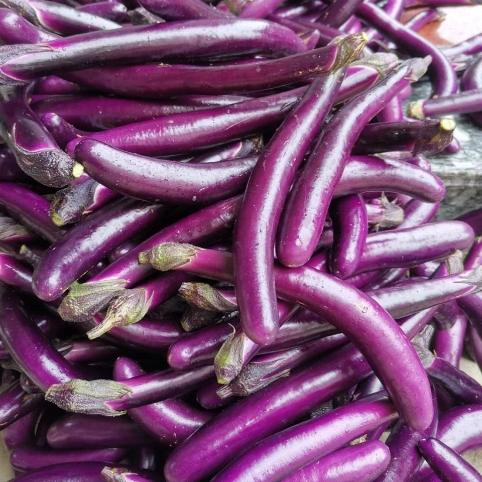 露天紫线茄现摘现发箱装发货茄子
