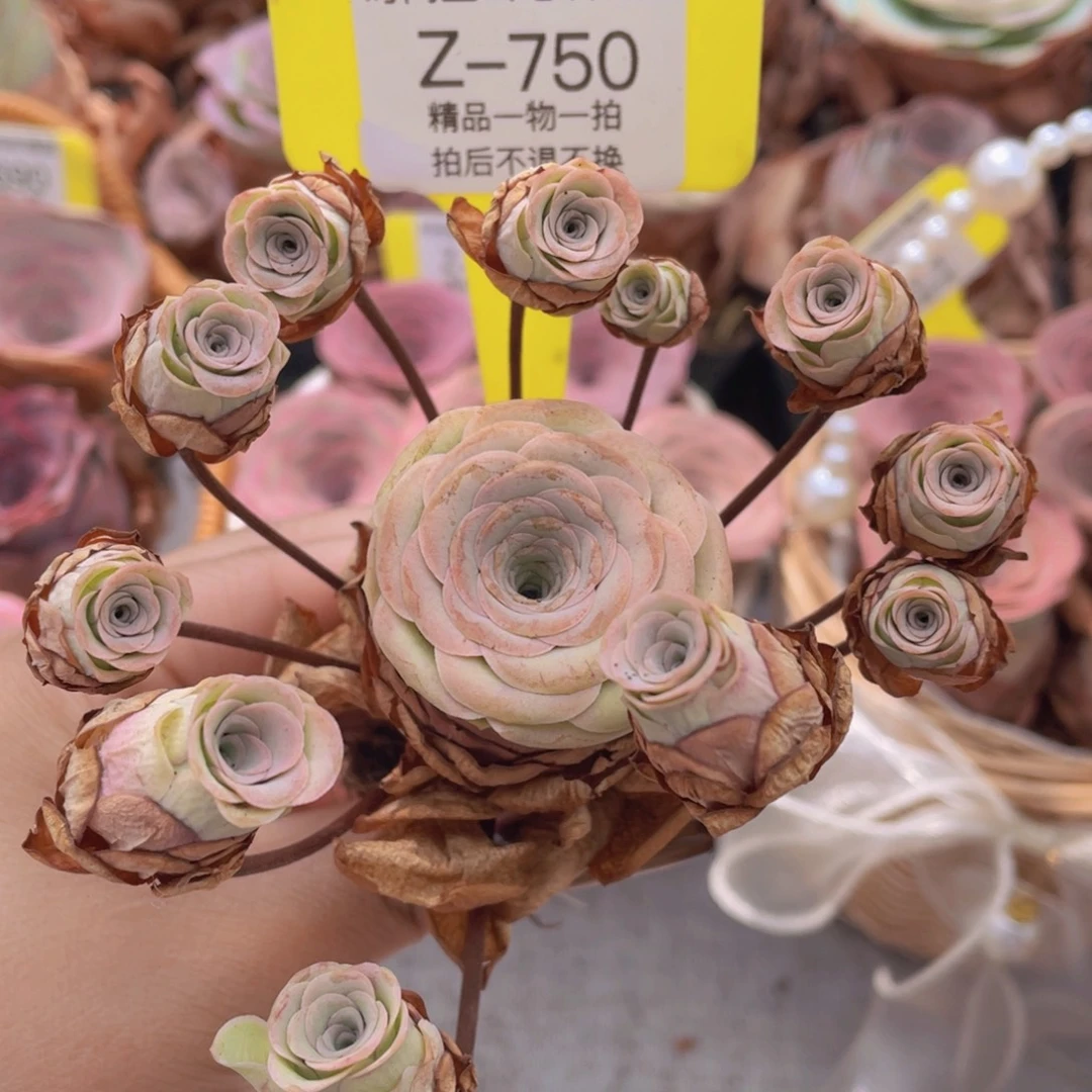 山地玫瑰Z750断枝不包损不售后