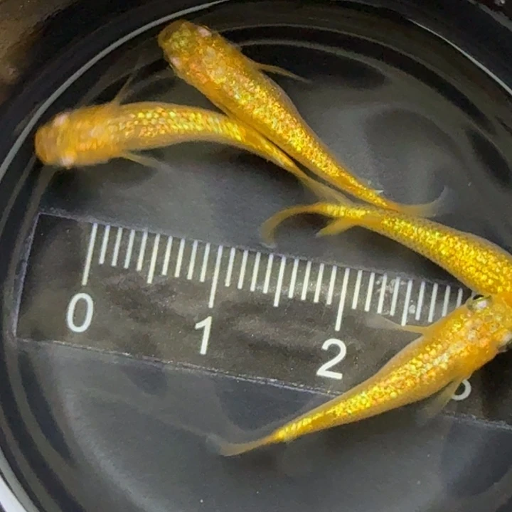 海水鱼阳光11号青鳉