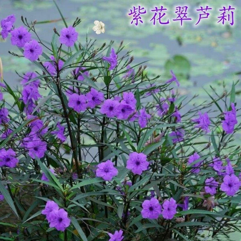 高杆翠芦莉多年生蓝花草蓝紫色花朵耐热耐阴庭院阳台种植佳选