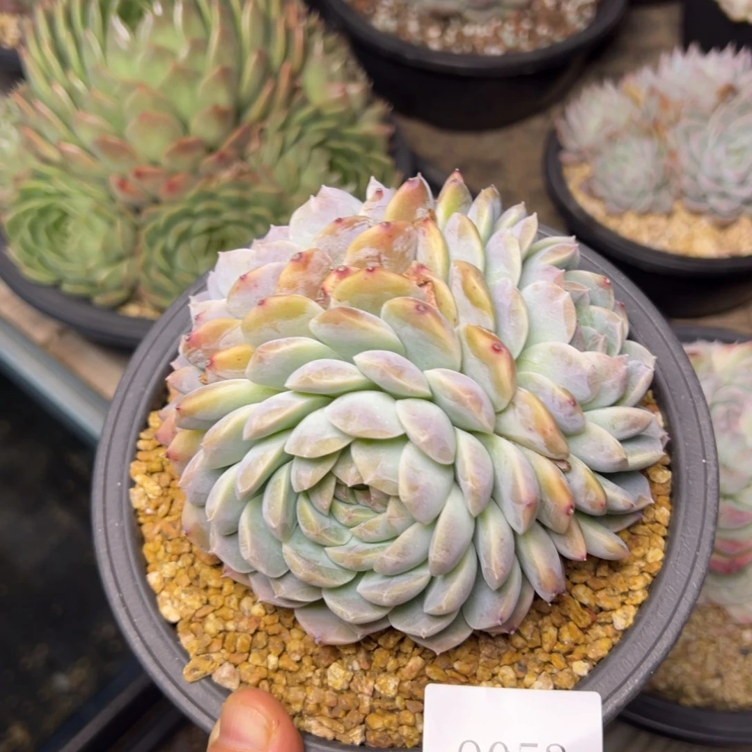 月**姐9053肉多哦哟多哟多哦哟肉