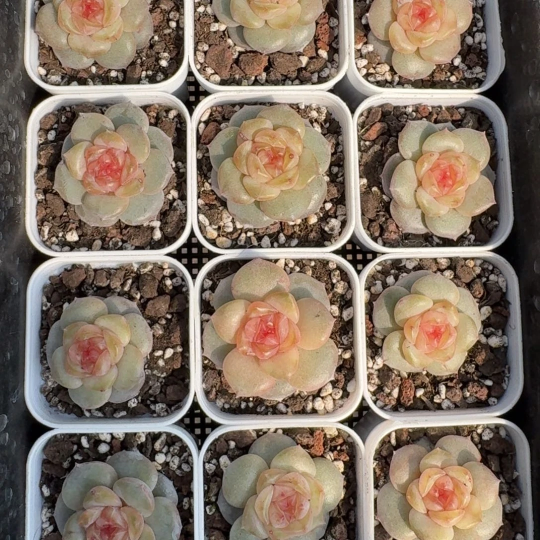 1122-75-斯嘉丽单头量拍