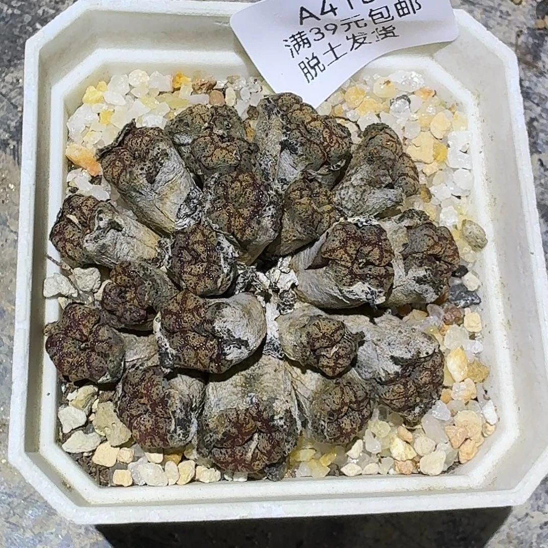 418多肉哈哈哈哈哈哈哈