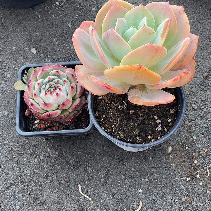 该***在血凤加林赛带盆发货