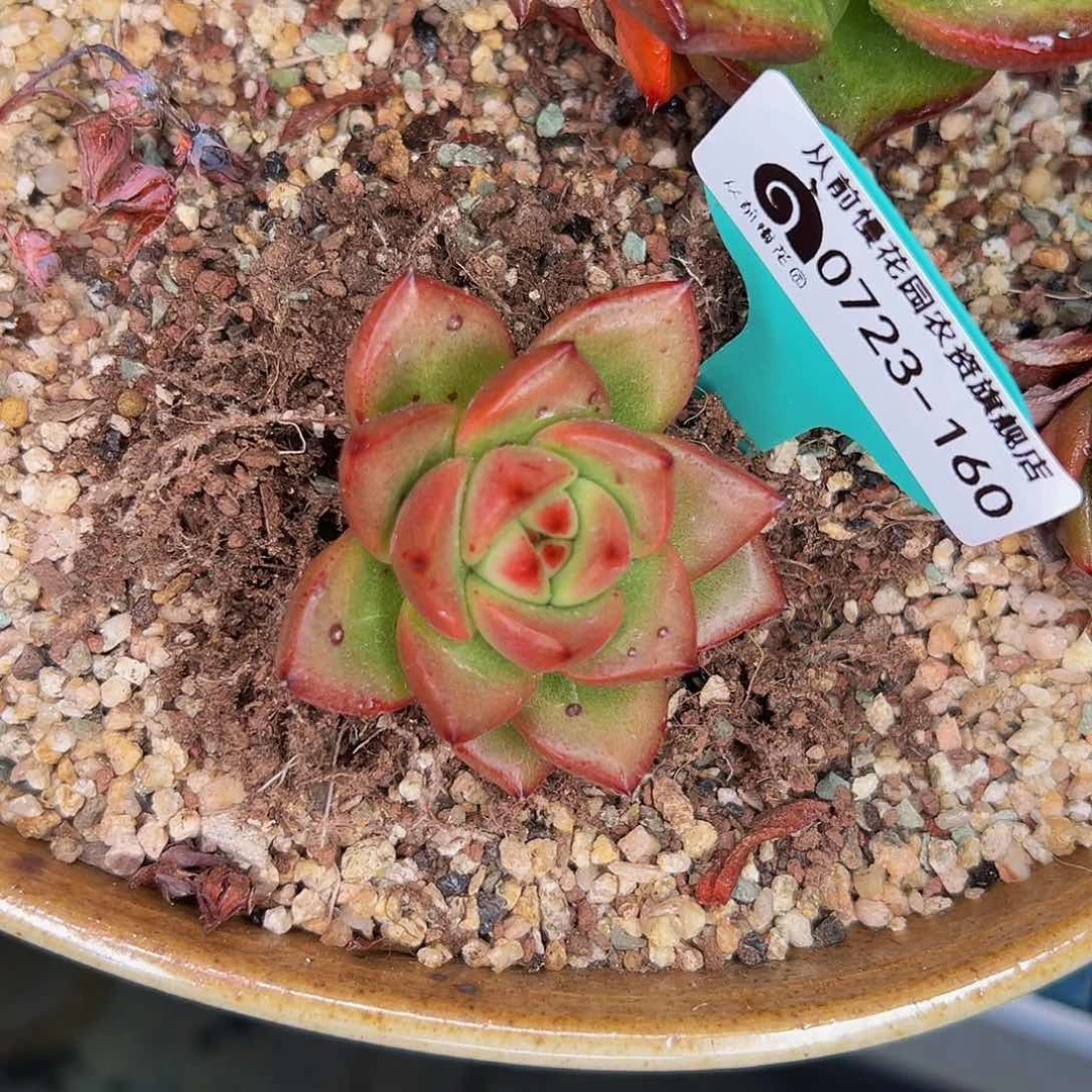多肉一物一拍0723-160