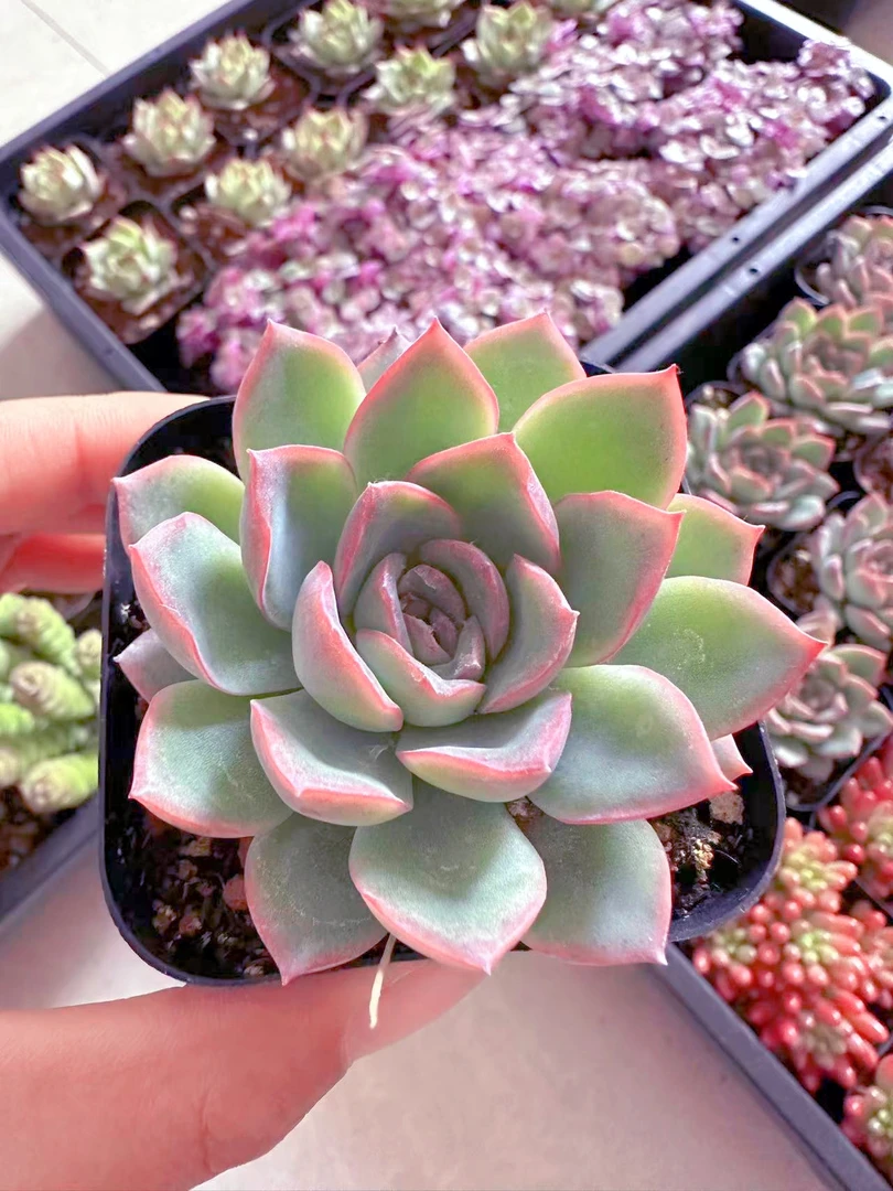 荷花 多肉植物（满9.9元包邮发货）