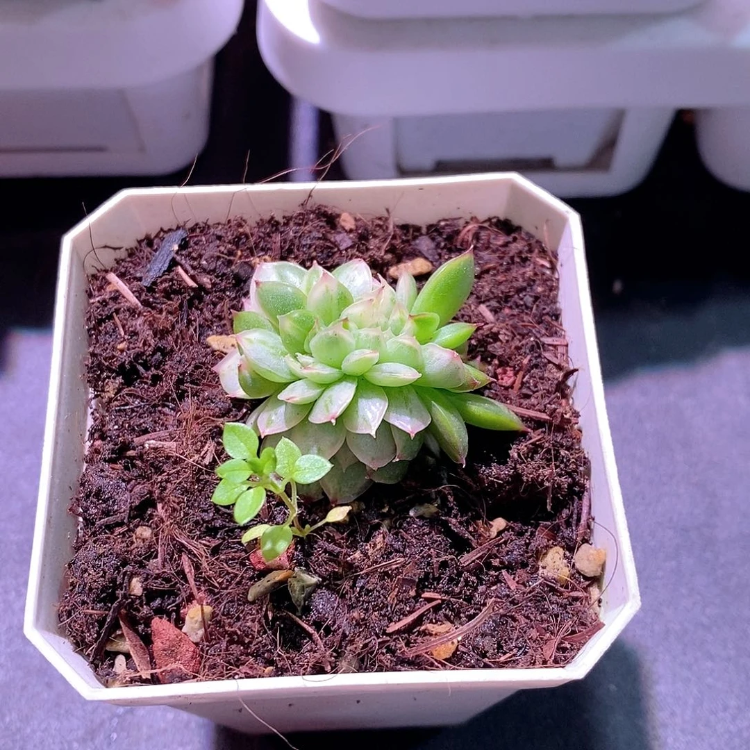 多肉植物缀化锦品种