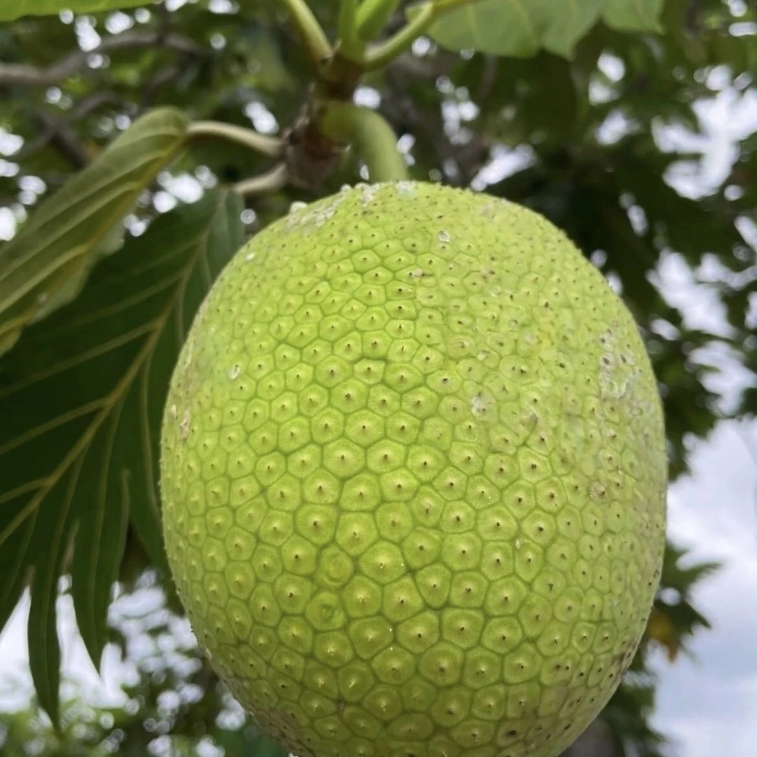 稀有品种面包树苗网红水果苗现货现发易种植全年结果
