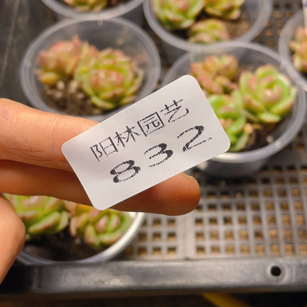 B****多肉植物多肉植物832