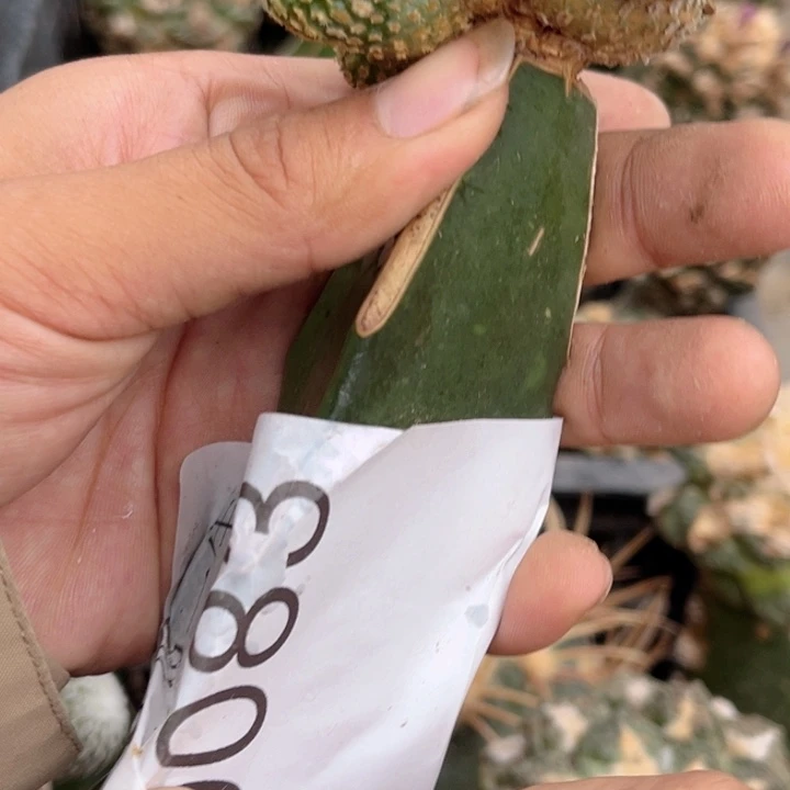 精巧垫仙人球群头0083