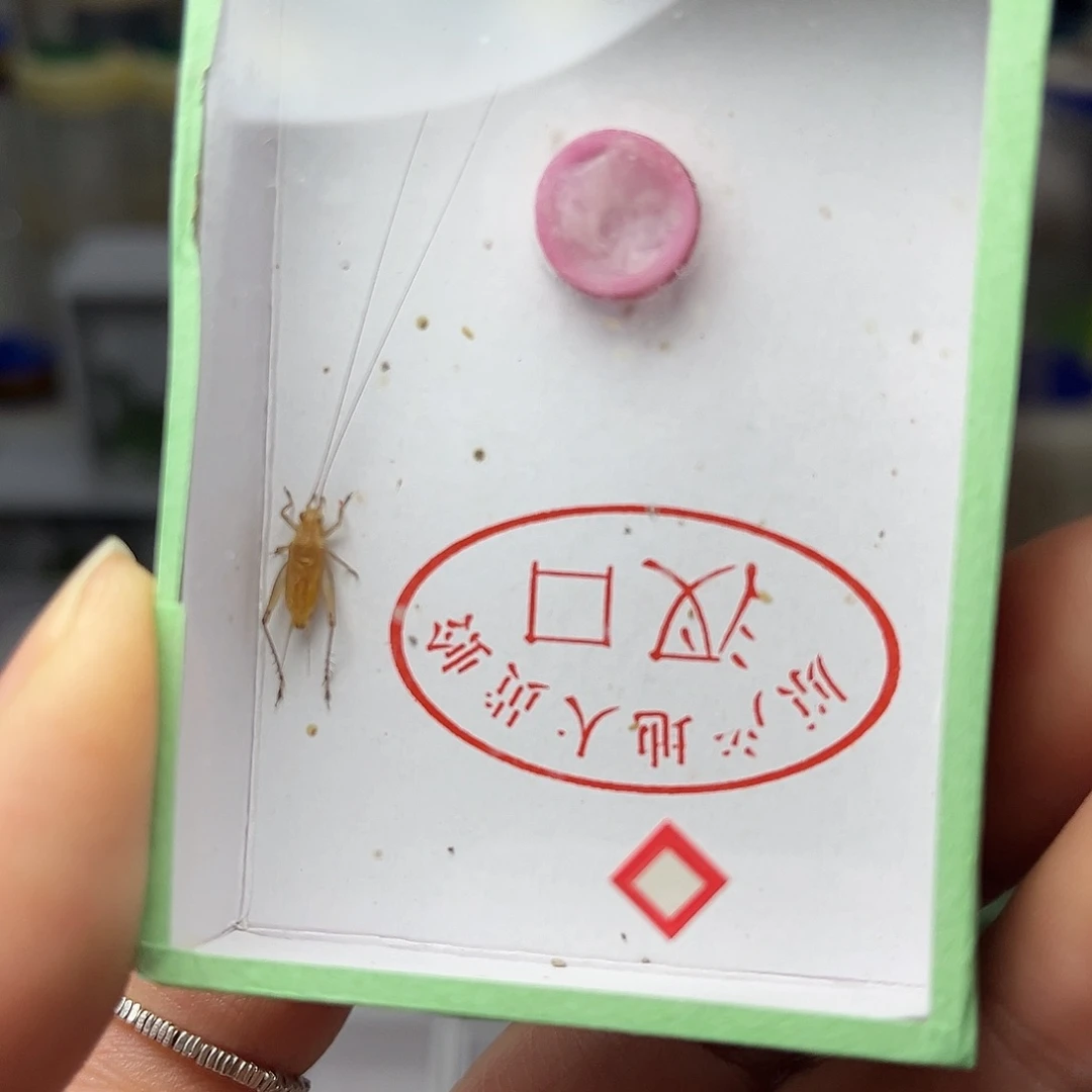 蚂蚁工坊大黄。