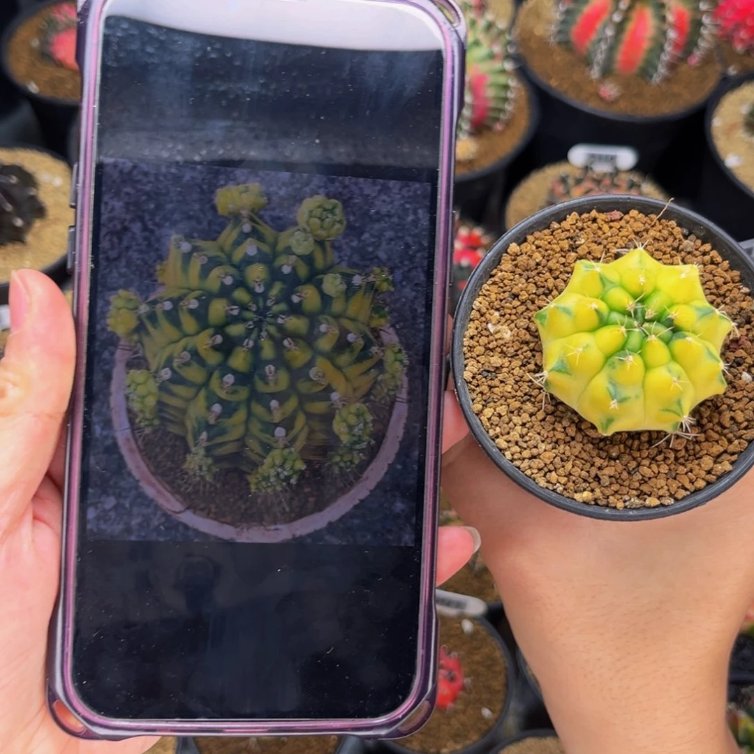 金丝雀 米哈仙人球