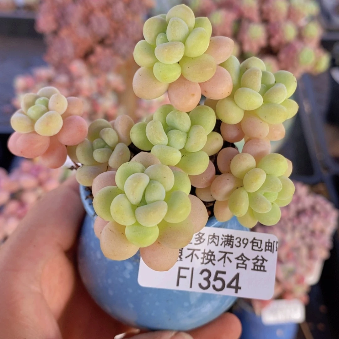 洛可可老桩7cm354多肉植物