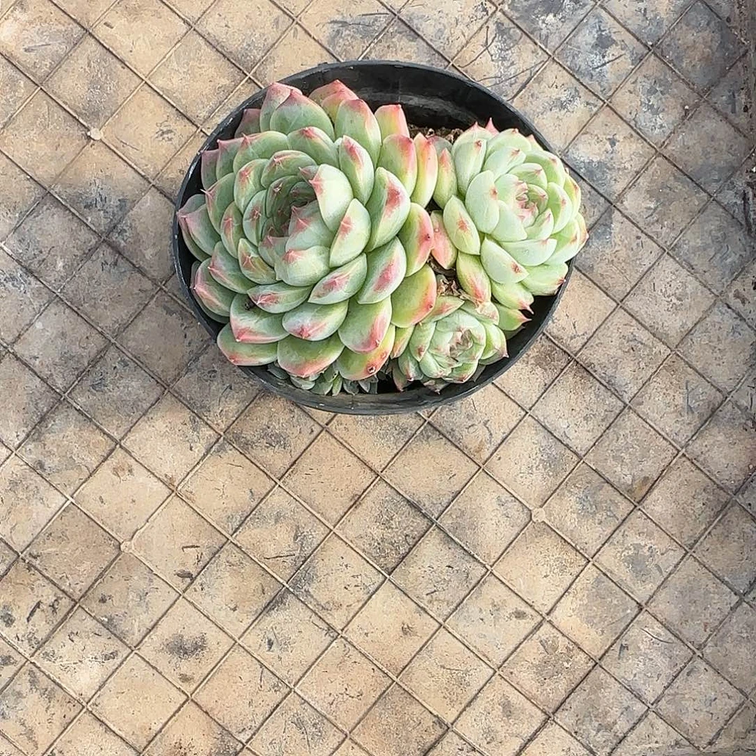 ‖***℡1颗寄养。