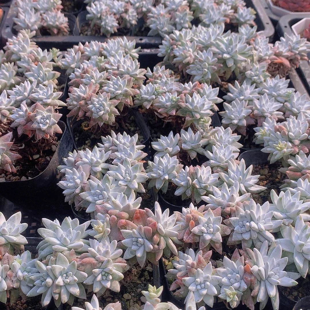 两颗白菊2457789990000