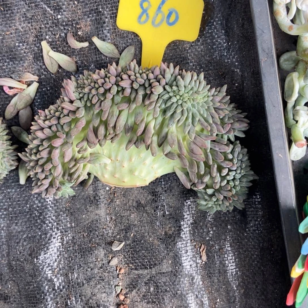 涅***生860车厘子缀多肉植物保护
